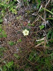 Gentiana scabrida