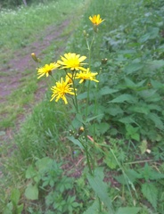Crepis lyrata