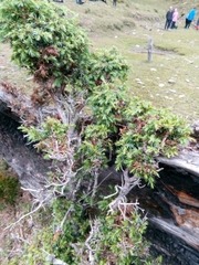 Juniperus formosana