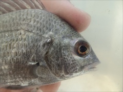 Acanthopagrus pacificus