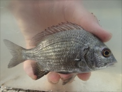 Acanthopagrus pacificus