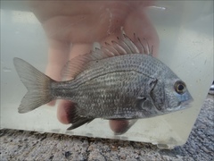 Acanthopagrus pacificus