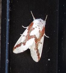 Euerythra phasma