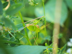 Leptophyes laticauda