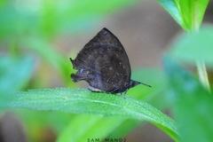 Mahathala ameria