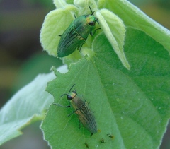 Agaeocera scintillans