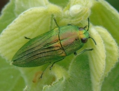 Agaeocera scintillans