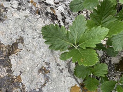 Hedlundia armeniaca, photograph Илья Руденко, CC BY, iNaturalist via GBIF