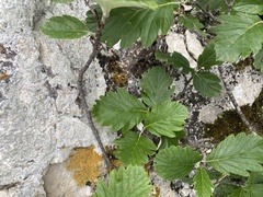 Hedlundia armeniaca, photograph Илья Руденко, CC BY, iNaturalist via GBIF