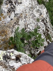 Hedlundia armeniaca, photograph Илья Руденко, CC BY, iNaturalist via GBIF