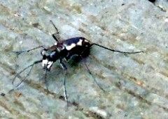 Cicindela hydrophoba