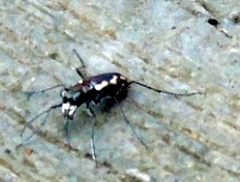 Cicindela hydrophoba