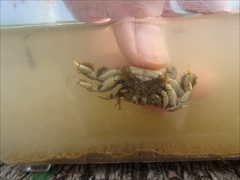 Macrophthalmus
