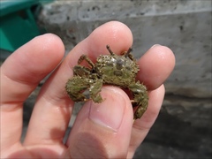 Macrophthalmus