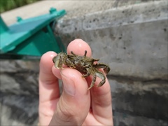 Macrophthalmus