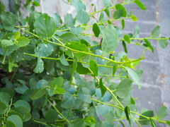 Capparis