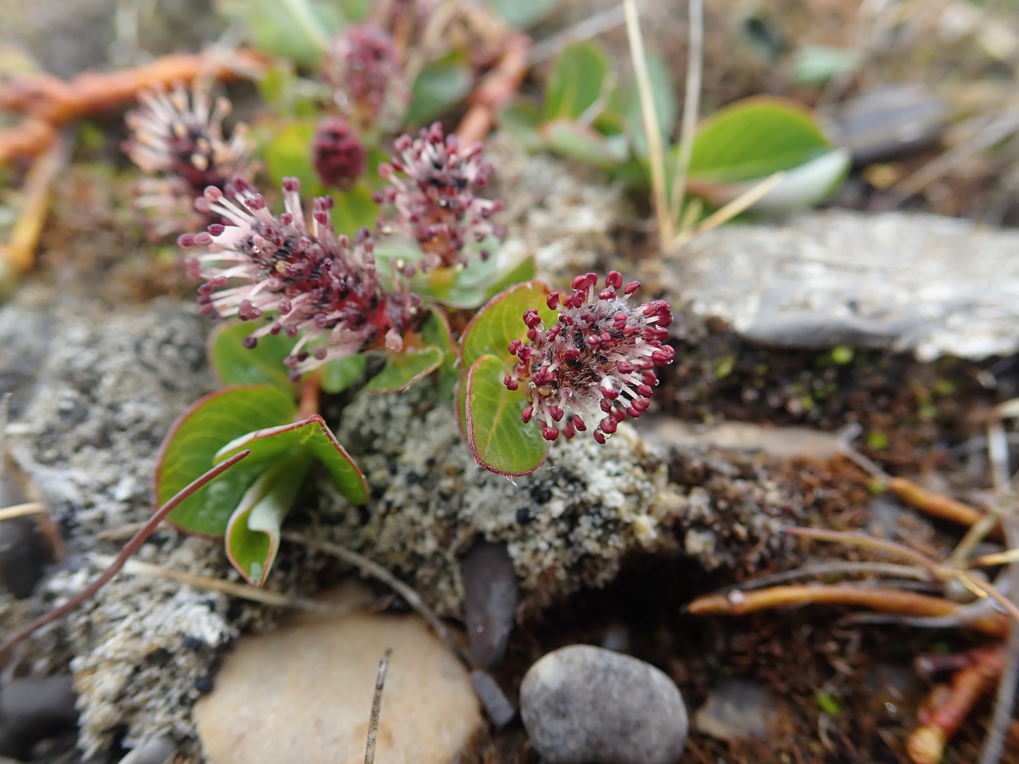 Salix jejuna