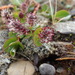 Salix jejuna - Photo 由 Colin Chapman-Lam 所上傳的 (c) Colin Chapman-Lam，保留部份權利CC BY-NC