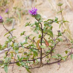 Monardella sinuata nigrescens