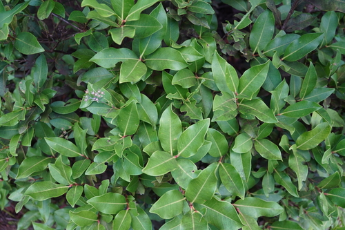 Cloezia floribunda observed 2024-04-28