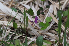 Polygala japonica