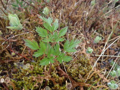 Conioselinum chinense