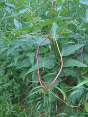 Cuscuta lupuliformis