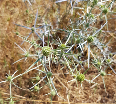 Eryngium creticum