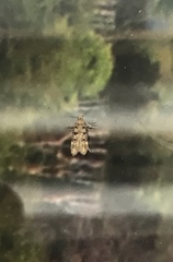 Bryotropha domestica