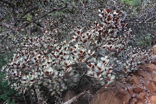 Lauraceae observed 2024-04-28