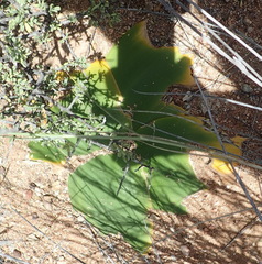Brunsvigia bosmaniae