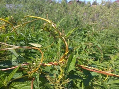 Cuscuta lupuliformis