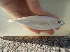 Scomberoides tol