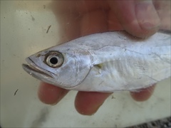 Scomberoides tol
