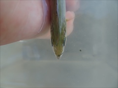 Scomberoides tol