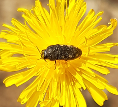 Acmaeodera bipunctata