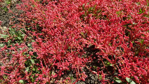 Crassula vaillantii