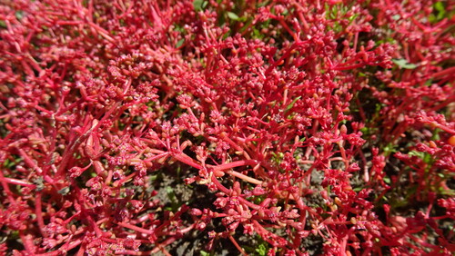 Crassula vaillantii