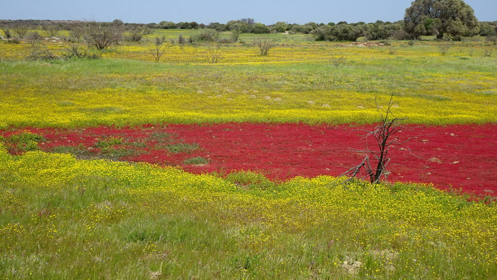 Crassula vaillantii, Namakwa District Municipality, South Africa