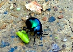 Leptinotarsa haldemani