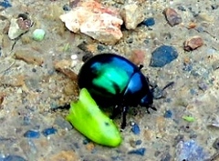 Leptinotarsa haldemani