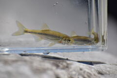 Prespa Spirlin photo 4