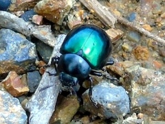 Leptinotarsa haldemani