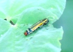 Agrilus catherinae
