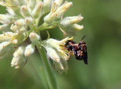 Anthidiellum perplexum