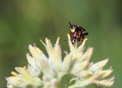 Anthidiellum perplexum