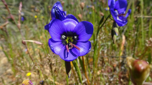 Image of Geissorhiza splendidissima by (c) Paul Emms, some rights reserved (CC BY-SA)