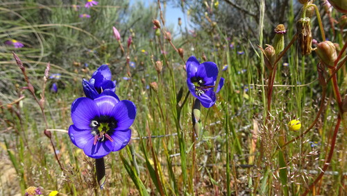 Image of Geissorhiza splendidissima by (c) Paul Emms, some rights reserved (CC BY-SA)