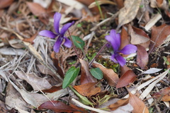Viola philippica
