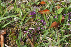 Polygala japonica
